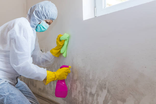 Reliable Osceola, IA Mold Removal Solutions